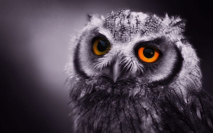 Eagle Owl, animals, HD wallpaper
