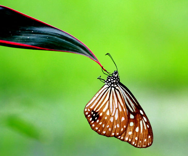 brown and white butterfly perched on green plant leaf in selective focus photography, burma, rakhine, arakan, burma, rakhine, arakan, HD wallpaper