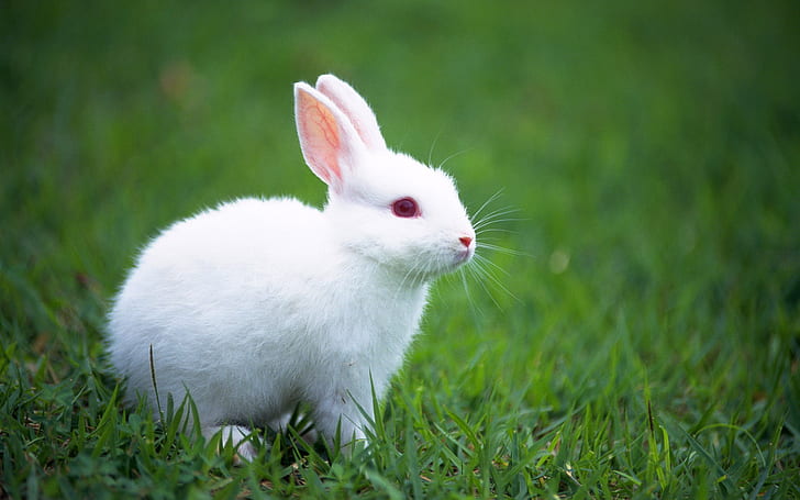 Cute Bunny, Adorable, Rabbits, Hairy, Grass, White, HD wallpaper