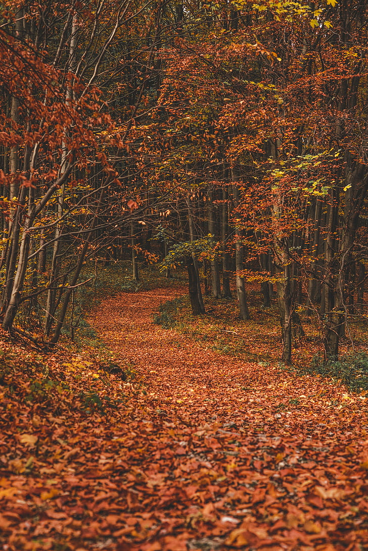 Hd Wallpaper Autumn Forest Trail Leaves Fallen Trees Turn