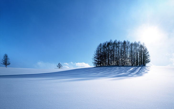 snow field near trees during daytime, nature, winter, sunlight, HD wallpaper