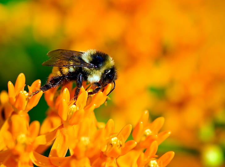 Bumble Bee, Bee  bee, flower, color  orange, animal, insect, nature