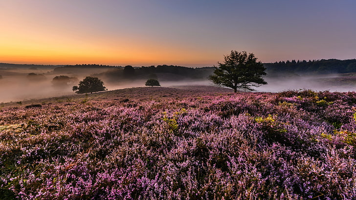 Sunrise Morning In Veluwe Netherlands Heather Flowers In Bloom Hills Fog Landscape Hd Wallpaper 5120×2880, HD wallpaper