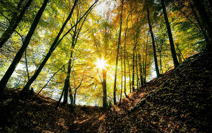 Autumn forest, trees, light, sun rays, green leaved trees