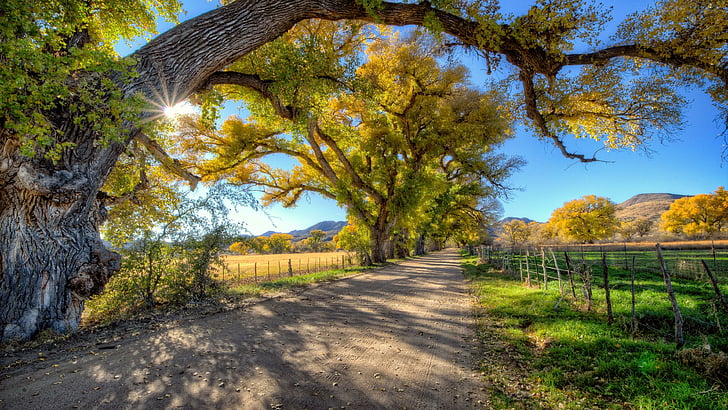 autumn, sunray, sunny, road, trees, old trees, blue sky, sunshine, HD wallpaper