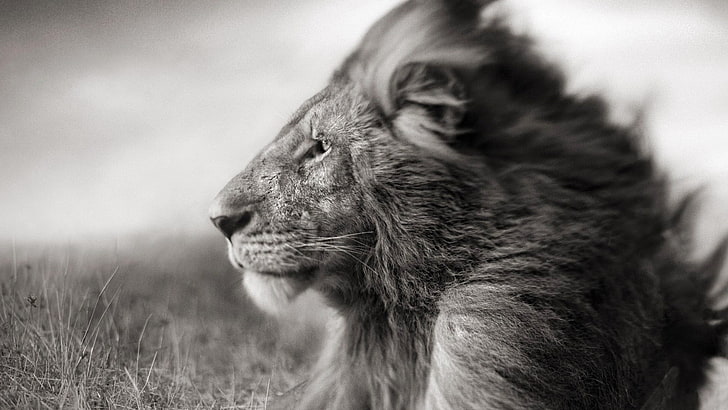 gray scale selective focus photography of lion, animals, one animal, HD wallpaper