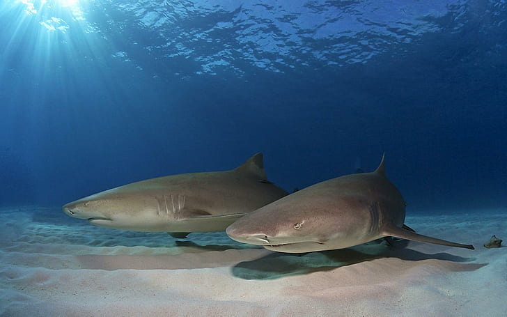 Animals Fishes Sharks Ocean Sea Underwater Sand Sunlight Predator Magazine, HD wallpaper