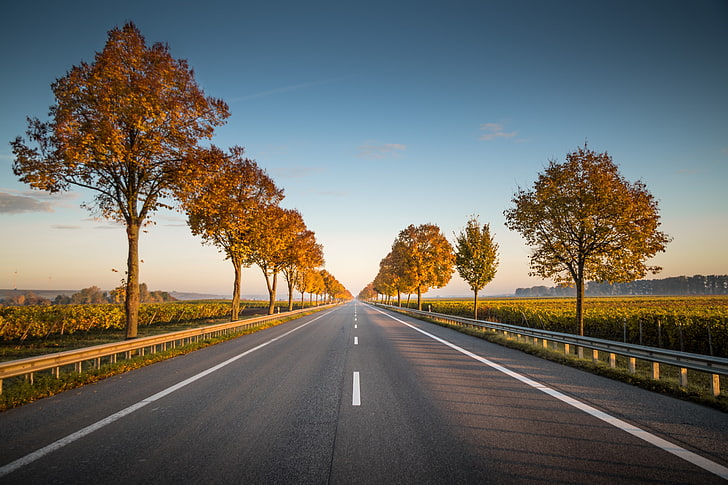 road, trees, nature, sky, the way forward, direction, transportation