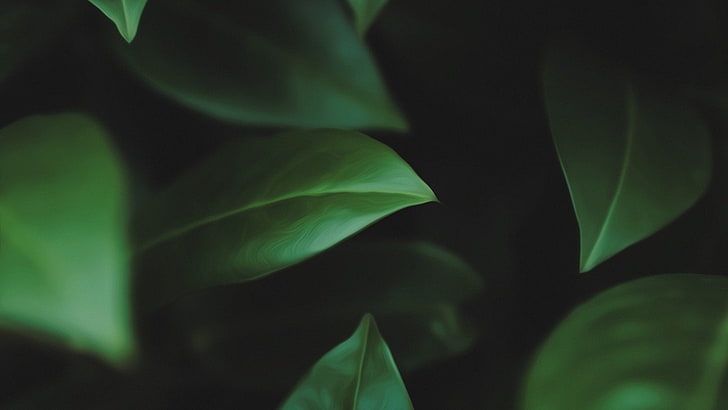 green leaves, green leaves in closeup photography, landscape