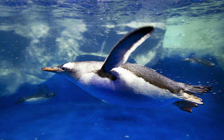 Penguin diving, black and white penguin, animals, waves, bubbles, HD wallpaper