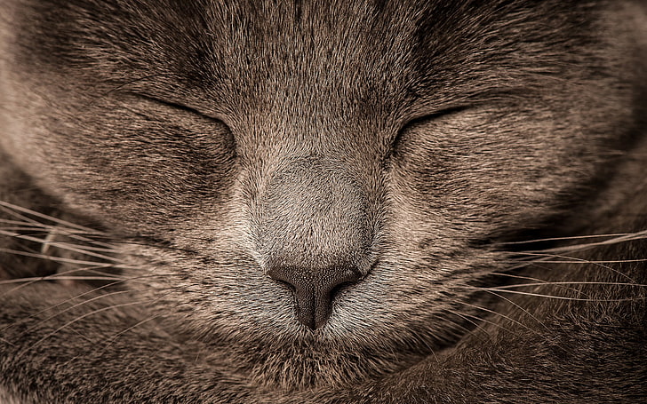 short-fur gray cat, furry, sleeping, animals, closeup, mammal, HD wallpaper