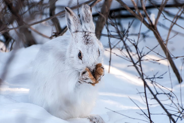 winter, snow, rabbits, animals, HD wallpaper