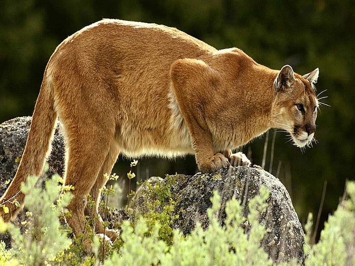 big cat cougar Mountain Lion Animals Other HD Art, nature, puma, HD wallpaper