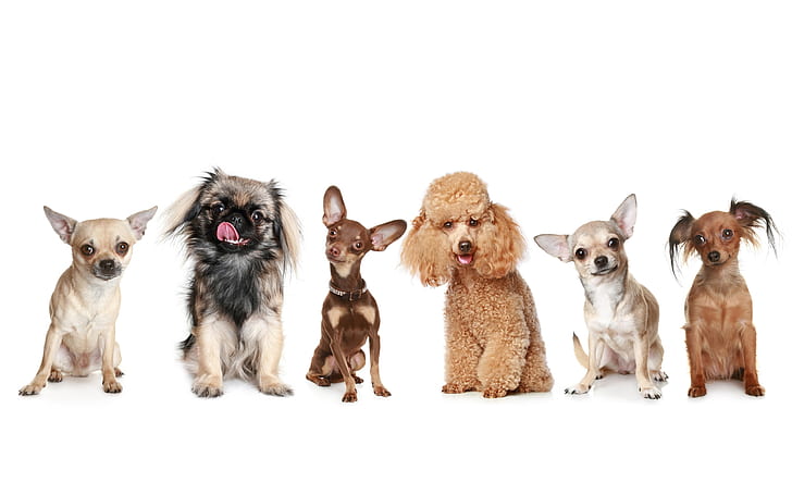 Happy Dogs, smooth chihuahua, pekingese, poodle dogs, pets, poster, HD wallpaper