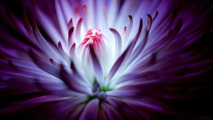 flower, purple flower, petal, close up, macro photography