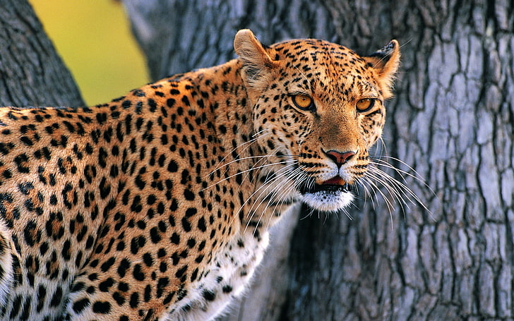 adult leopard, looking, bark, wood, wildlife, undomesticated Cat