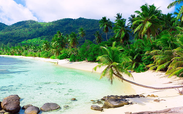 coconut tree, beach, palm trees, resort, person, tropics, stones