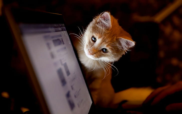 cat, laptop, animals, one animal, animal themes, mammal, pets, HD wallpaper
