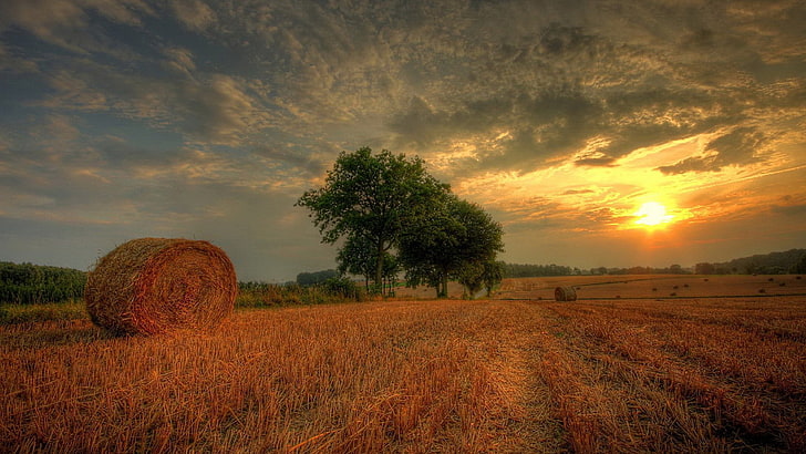nature hd  for pc download 1920x1080, field, land, plant, tree, HD wallpaper