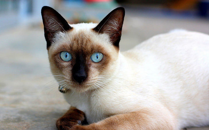 White Brown Cat Pictures For Desktop, cats, HD wallpaper