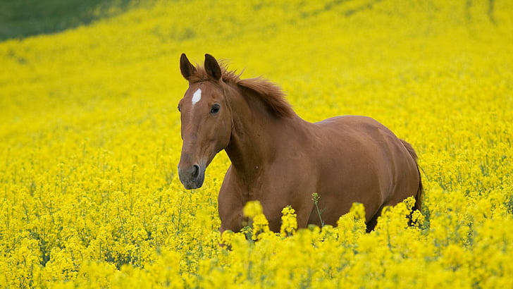 horse, wild flowers, flowery, flower field, romantic