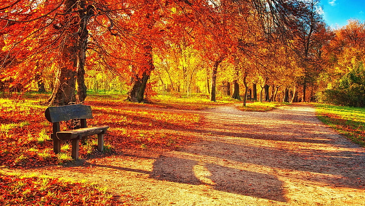 nature, autumn, path, leaf, grove, tree, sunlight, woodland, HD wallpaper