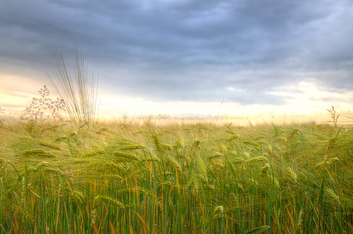 green grass field, Fields of gold, nature, season, Cloudy, eau, HD wallpaper