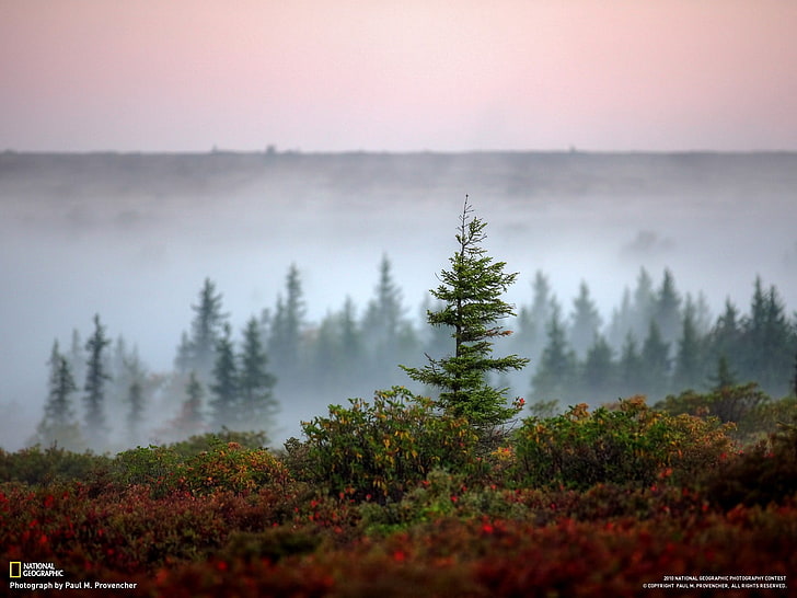 National Geographic, beauty in nature, plant, tree, fog, scenics - nature, HD wallpaper