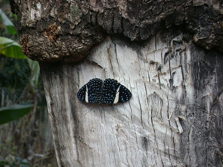 Butterfly, Blue Butterfly, Trees, Closeup, HD wallpaper
