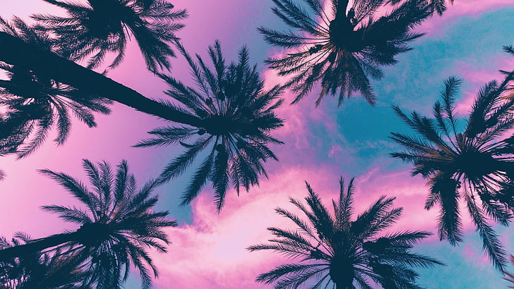 coconut plant, palm trees, sky, clouds, pink, tropical climate