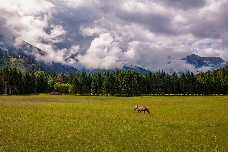 brown horse on green grass field during daytime, Doors, Open, HD wallpaper
