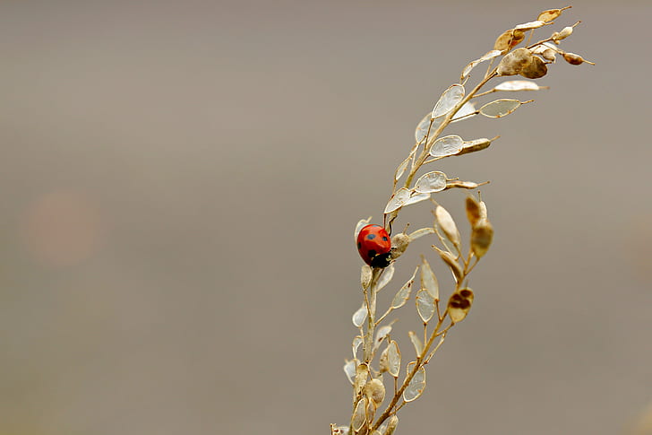 shallow focus photography of ladybug on brown twig, lady bug, lady bug, HD wallpaper
