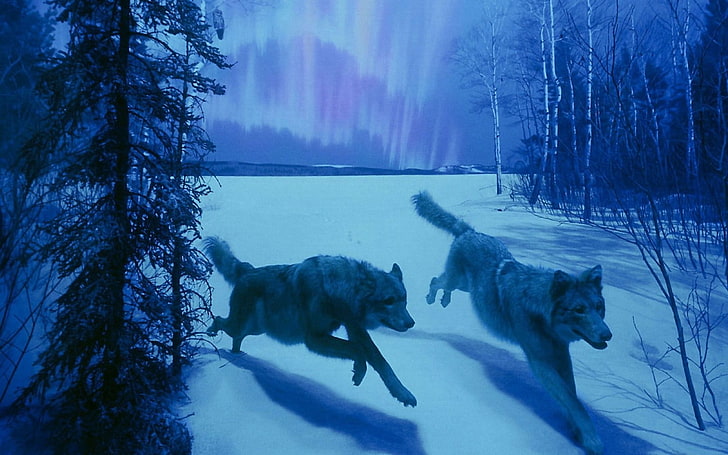 animals, wolf, snow, cold temperature, winter, tree, group of animals