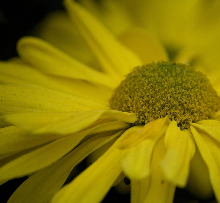 selective focus photography of blooming yellow daisy, secrets, HD wallpaper
