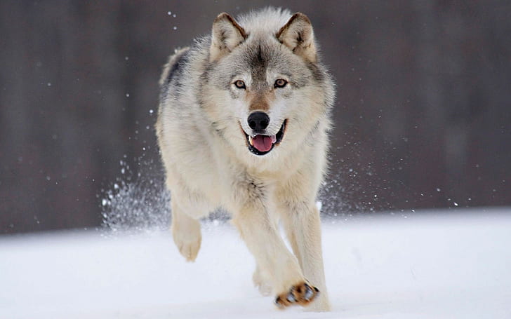 wolf, animals, winter, snow, HD wallpaper
