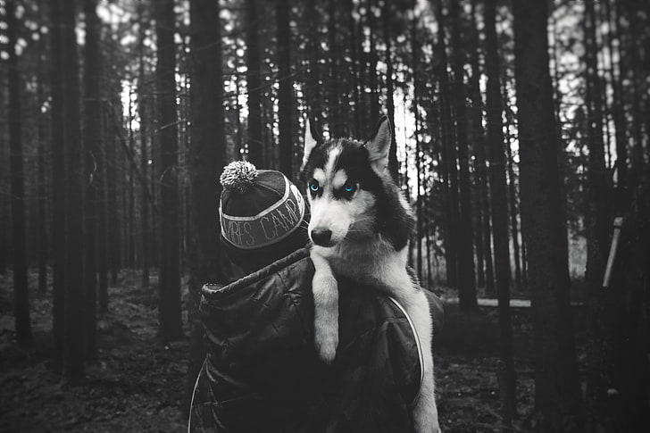grayscale photo of person and Siberian husky, forest, dog, Siberian Husky, HD wallpaper