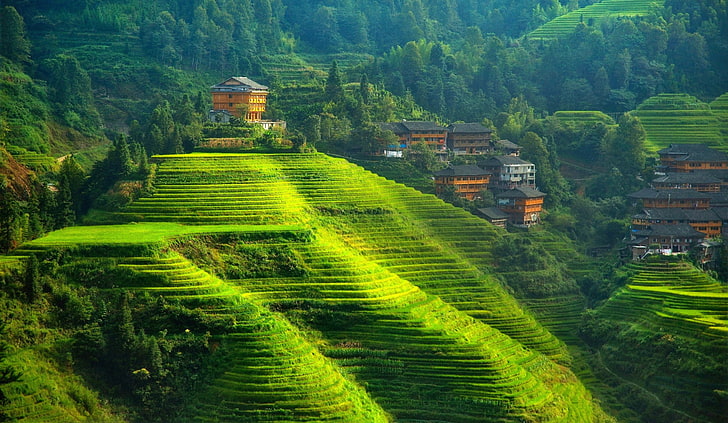 terraced field, landscape, hills, China, green color, built structure, HD wallpaper