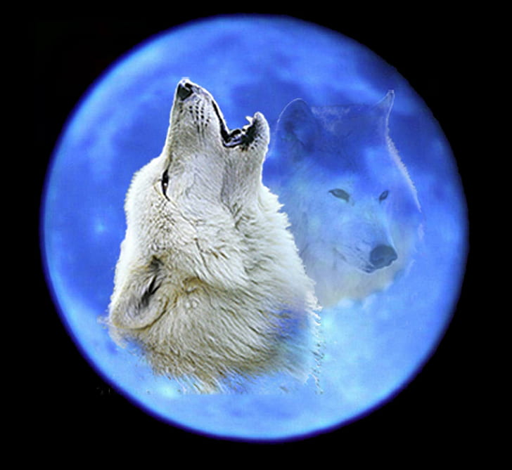 Blue Night Sky, gray wolf, dogs, animals, puppies, wolves howling, HD wallpaper
