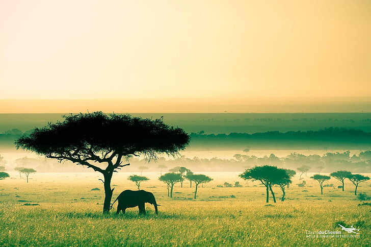 silhouette of elephant beside tree, Africa, Kenya, savannah, nature