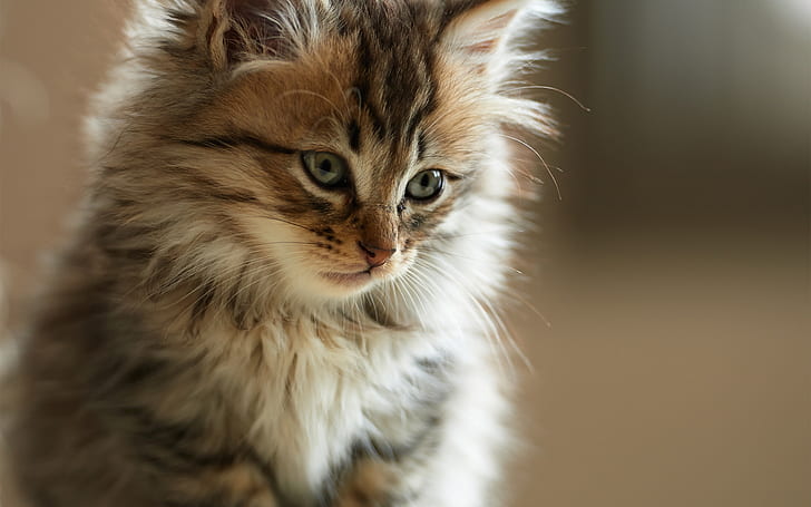 Persian Little Cat, small, cute, HD wallpaper