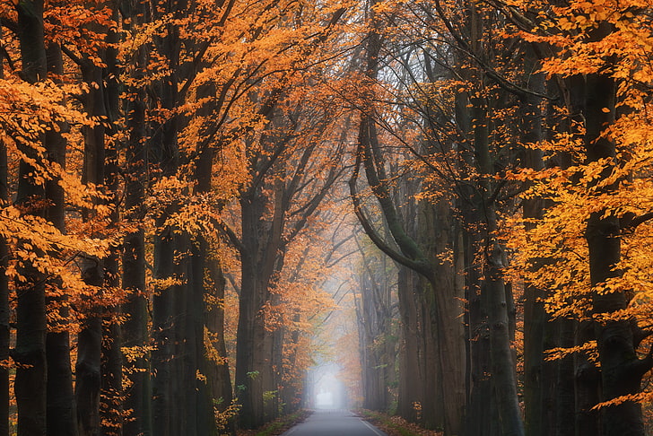 seasons, road, trees, plant, autumn, nature, change, beauty in nature, HD wallpaper