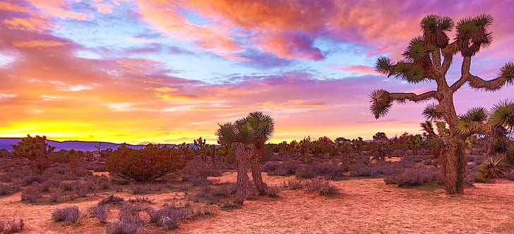 cactus on desert, Colors, West, Desert Southwest, beauty, deserts, HD wallpaper