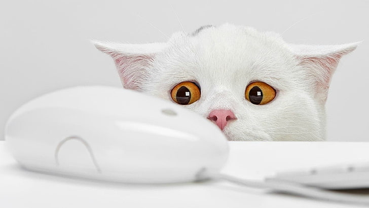 Apple Mighty Mouse, closeup photo of white cat staring at Apple Mighty Mouse, HD wallpaper