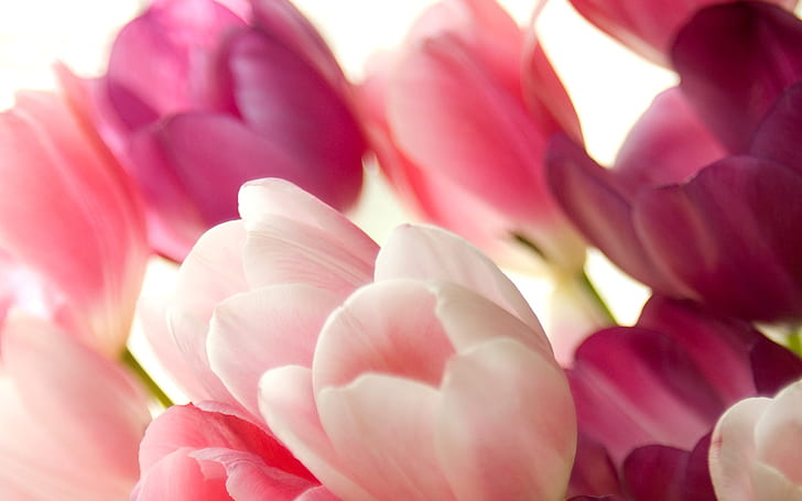 Bouquet of pink tulips macro, HD wallpaper
