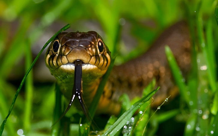 Download Come and explore the wonderful world of Cute Snakes  Wallpapers com