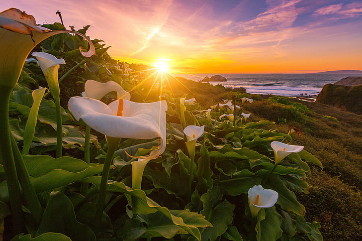 white calla lily flowers in bloom at daytime, lilies, lilies, HD wallpaper