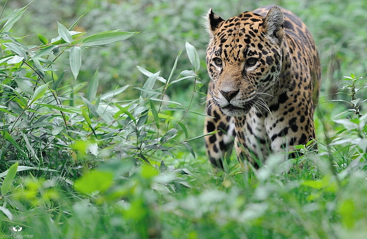 animals, feline, leopard, Bushes, animal wildlife, animal themes, HD wallpaper
