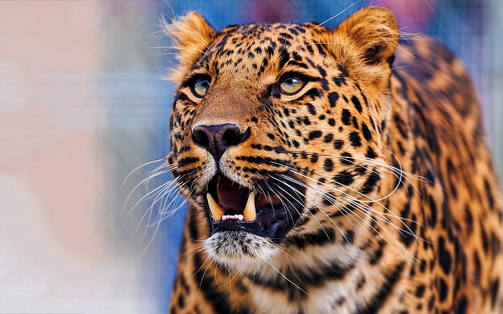 leopard hd  1080p high quality, animal themes, one animal, mammal