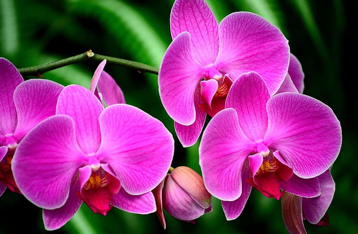 pink moth orchid, flower, branch, exotic, nature, plant, pink Color, HD wallpaper