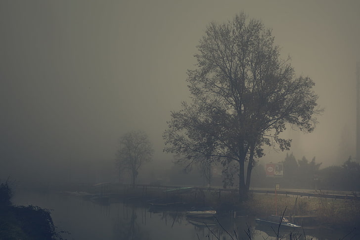 nature, trees, mist, river, boat, gray, gloomy, plant, water
